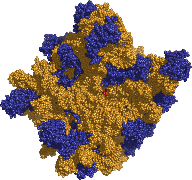 ribosome