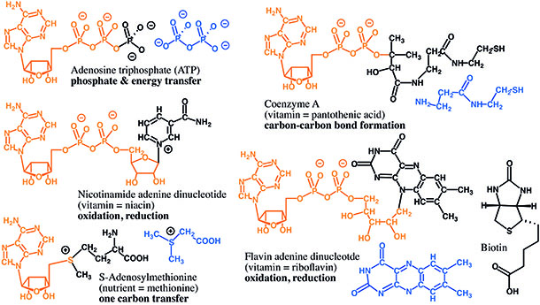 RNA Cofactors